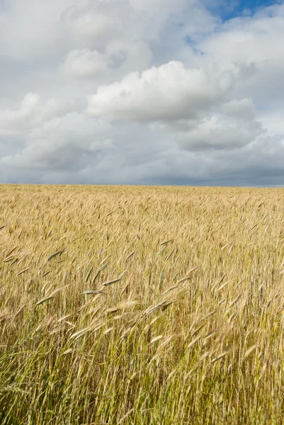 Pole kukurydzy z chmury powyżej — Zdjęcie stockowe