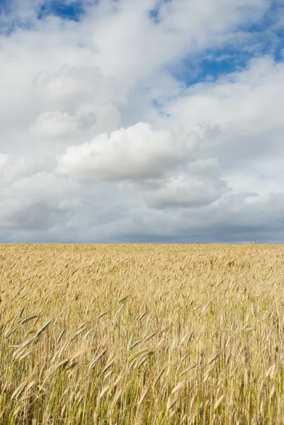 Kukorica a területen a felhők felett — Stock Fotó