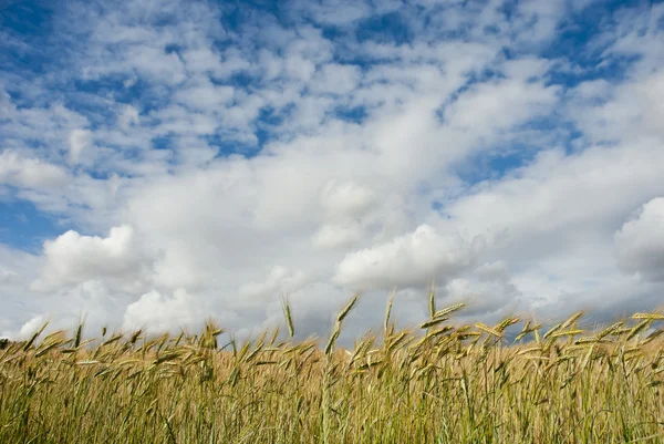 Campo de maíz con nubes arriba — Foto de Stock