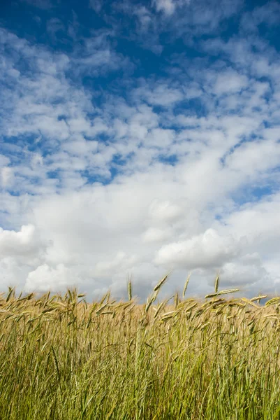 Maisfeld mit Wolken darüber — Stockfoto