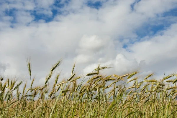 雲のオーバーヘッドとトウモロコシ畑 — ストック写真