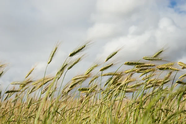Campo de maíz con nubes sobre la cabeza — Foto de Stock
