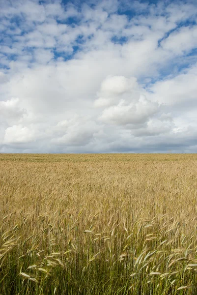 Kukorica a területen a felhők felett — Stock Fotó