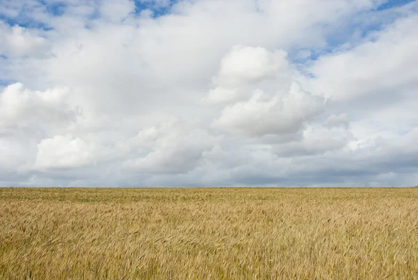 Sädesfält med molnen ovan — Stockfoto