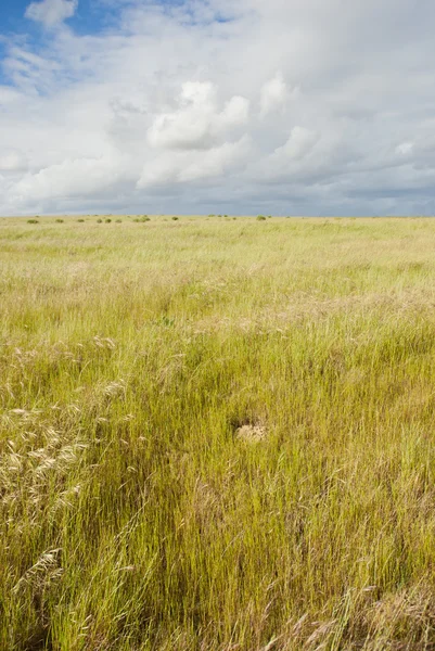 雲のオーバーヘッドを持つ草フィールド — ストック写真