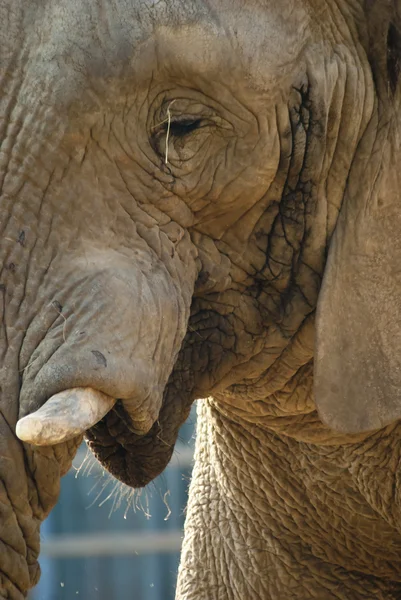Close-up shot sloní tváře Stock Snímky