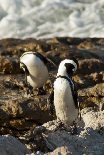 Пингвины на скалистом пляже Стоковое Фото