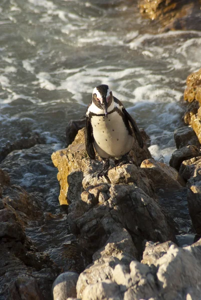 Pingviner på en stenig strand Royaltyfria Stockfoton