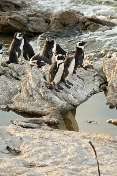 Tučňáci na skalnaté pláži Stock Snímky