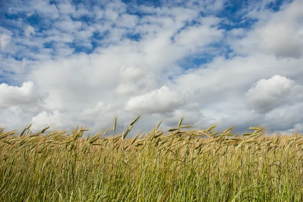 Кукурузное поле с облаками Лицензионные Стоковые Фото