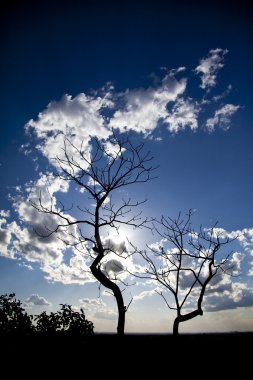 ağaç silouette zekâ mavi gökyüzü