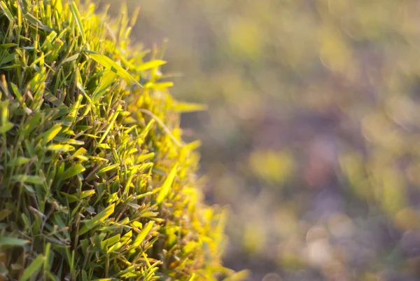 Подстриженная зеленая растительность — стоковое фото