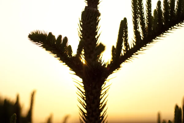 Pine växt siluett — Stockfoto