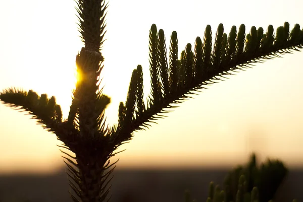 Silhouette einer Kiefernpflanze — Stockfoto