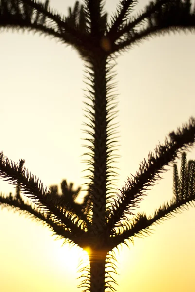 松植物シルエット — ストック写真