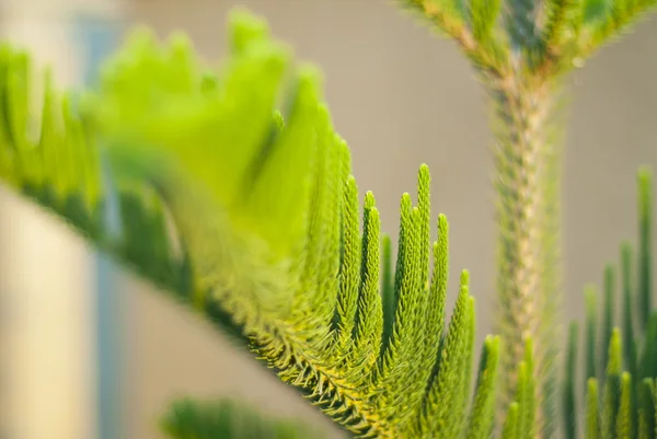 Kiefernpflanze aus nächster Nähe — Stockfoto