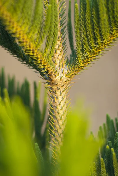Kiefernpflanze aus nächster Nähe — Stockfoto