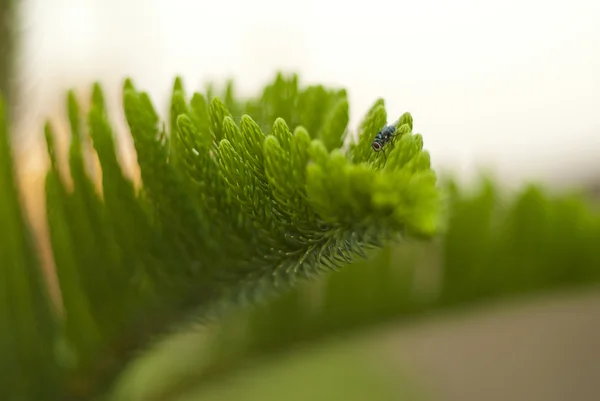Detail rostlin borovice — Stock fotografie