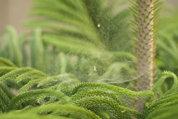 Kiefernpflanze mit Spinnennetz — Stockfoto