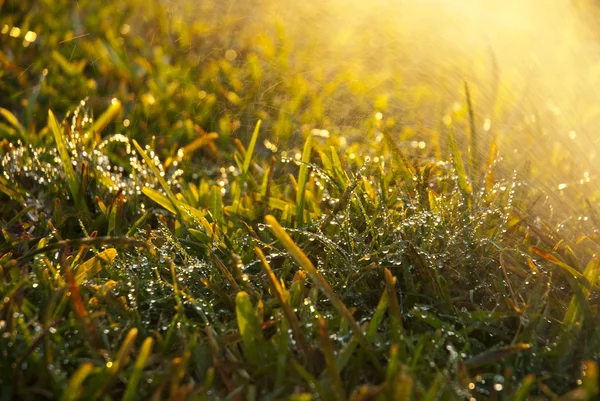 Droplet täckt gräs — Stockfoto