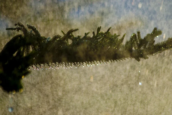 水滴覆盖松叶 — 图库照片
