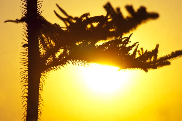 Pine plant silhouet — Stockfoto