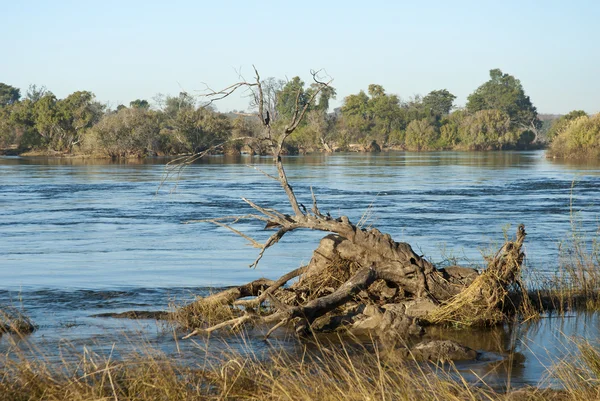Zambezi Nehri — Stok fotoğraf