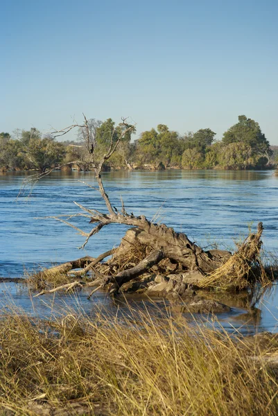 Zambezi river — Stock Photo, Image