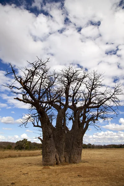 Baobab tree in field