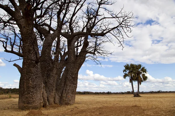 Baobab-Baum im Feld — Stockfoto