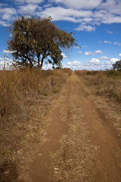 Camino de tierra de Zambia con árbol —  Fotos de Stock