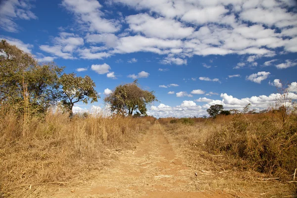 Camino de tierra de Zambia con árbol —  Fotos de Stock
