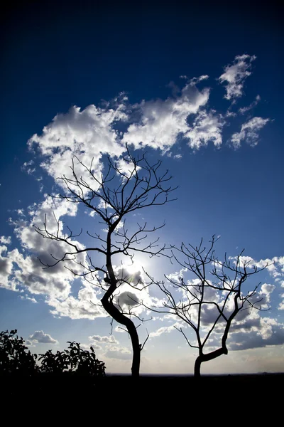 stock image Tree silouette wit blue skies