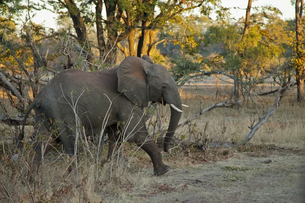 stock image Baby elephant walking