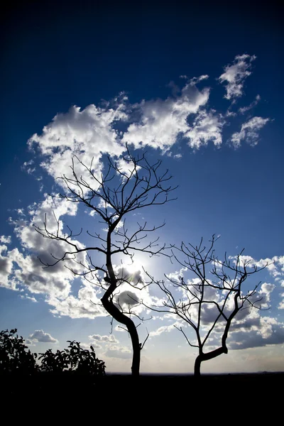 Träd silouette wit blå himmel Stockbild