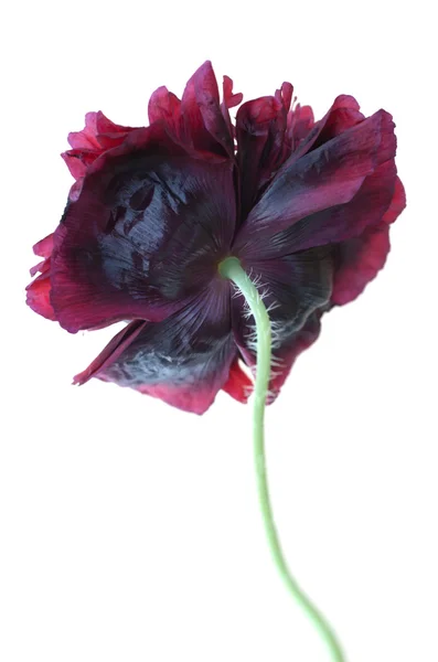 Poppy Paeony Preto isolado em branco — Fotografia de Stock