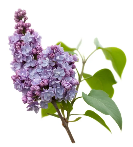 Purple Lilac flowers isolated on white Stock Photo
