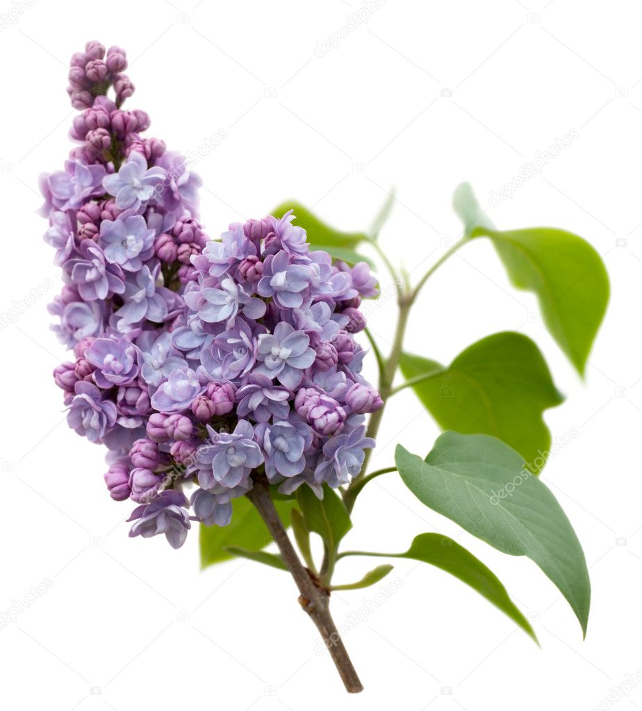 Purple Lilac flowers isolated on white