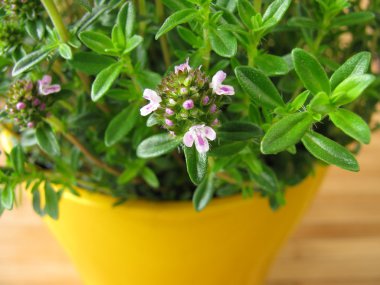 Blossoming winter savory in flowerpot clipart