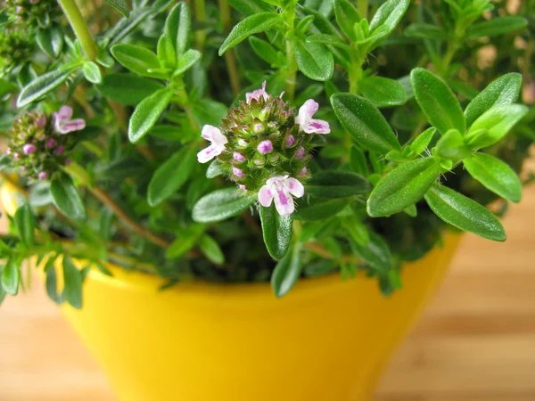 Blossoming winter savory in flowerpot — Stock Photo, Image