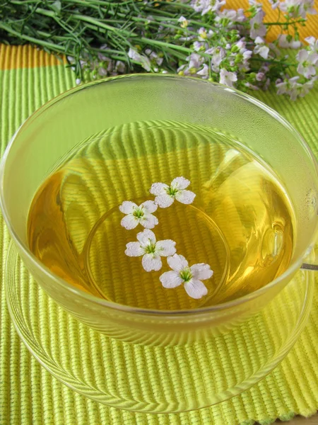 Chá de ervas com flor de cuco — Fotografia de Stock