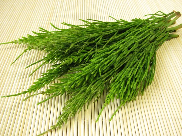 Bunch of field horsetail — Stock Photo, Image