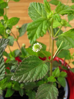 Aztec Sweet Herb in flowerpot clipart