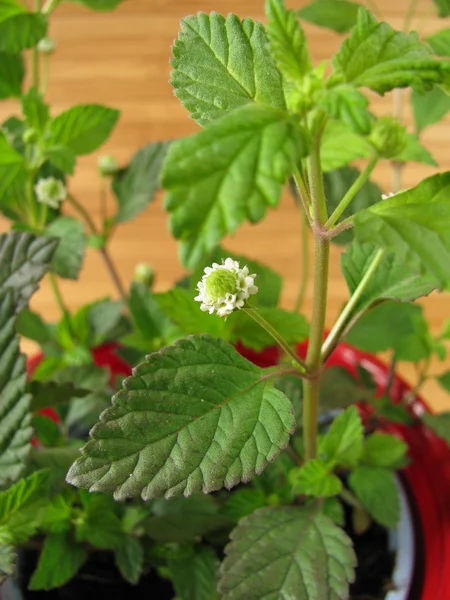 Aztec Sweet Herb in flowerpot — Stock Photo, Image