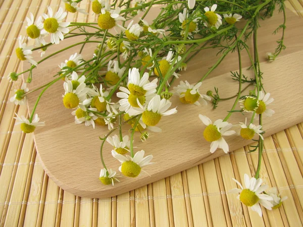 Freshly picked chamomile — Stock Photo, Image