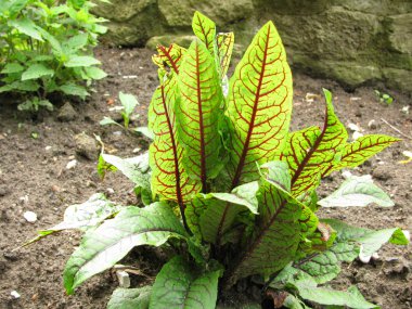 Blood sorrel, Rumex sanguineus clipart