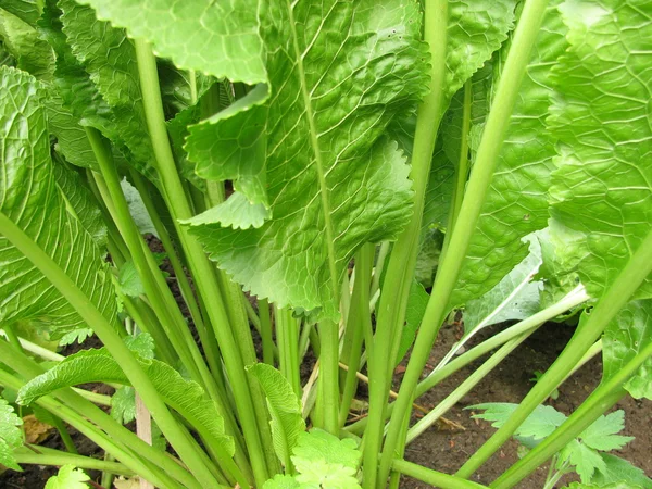 Horseradish in garden, Armoracia rusticana — Stock Photo, Image