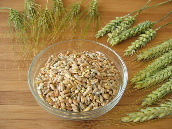 穀物の混合物および穀物の耳 — ストック写真