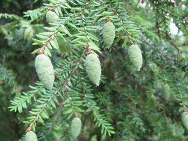 Hemlock tree clipart