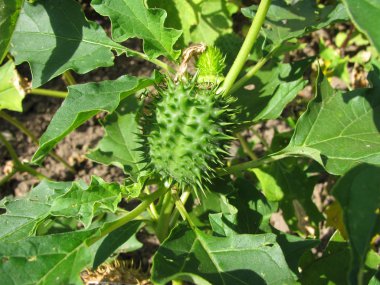 Thorn apple, tatula tatula